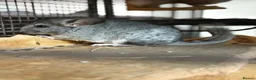 Chinchilla rodents for sale: 14 week old chinchillas 1 white boy 1 grey girl - Advert 5