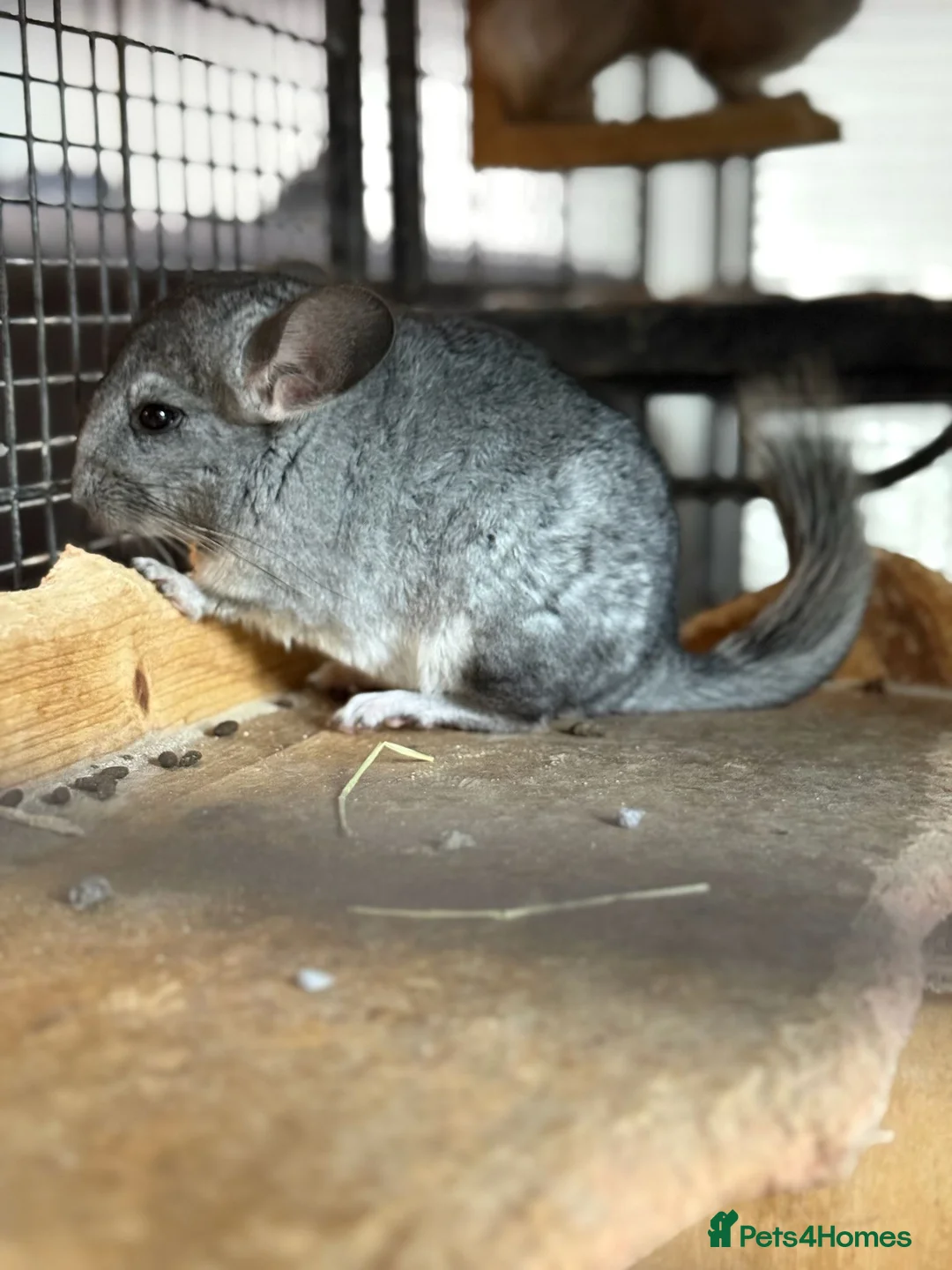 Chinchilla rodents for sale: 14 week old chinchillas 1 white boy 1 grey girl - Advert 5