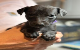 Whippet dogs for sale: KC Registered Whippet Puppies Scotland - Image 8