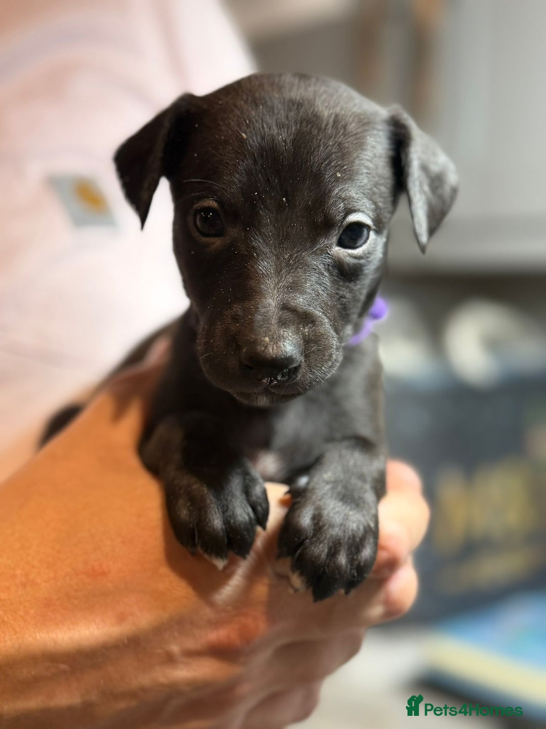Whippet dogs for sale: KC Registered Whippet Puppies Scotland - Image 8