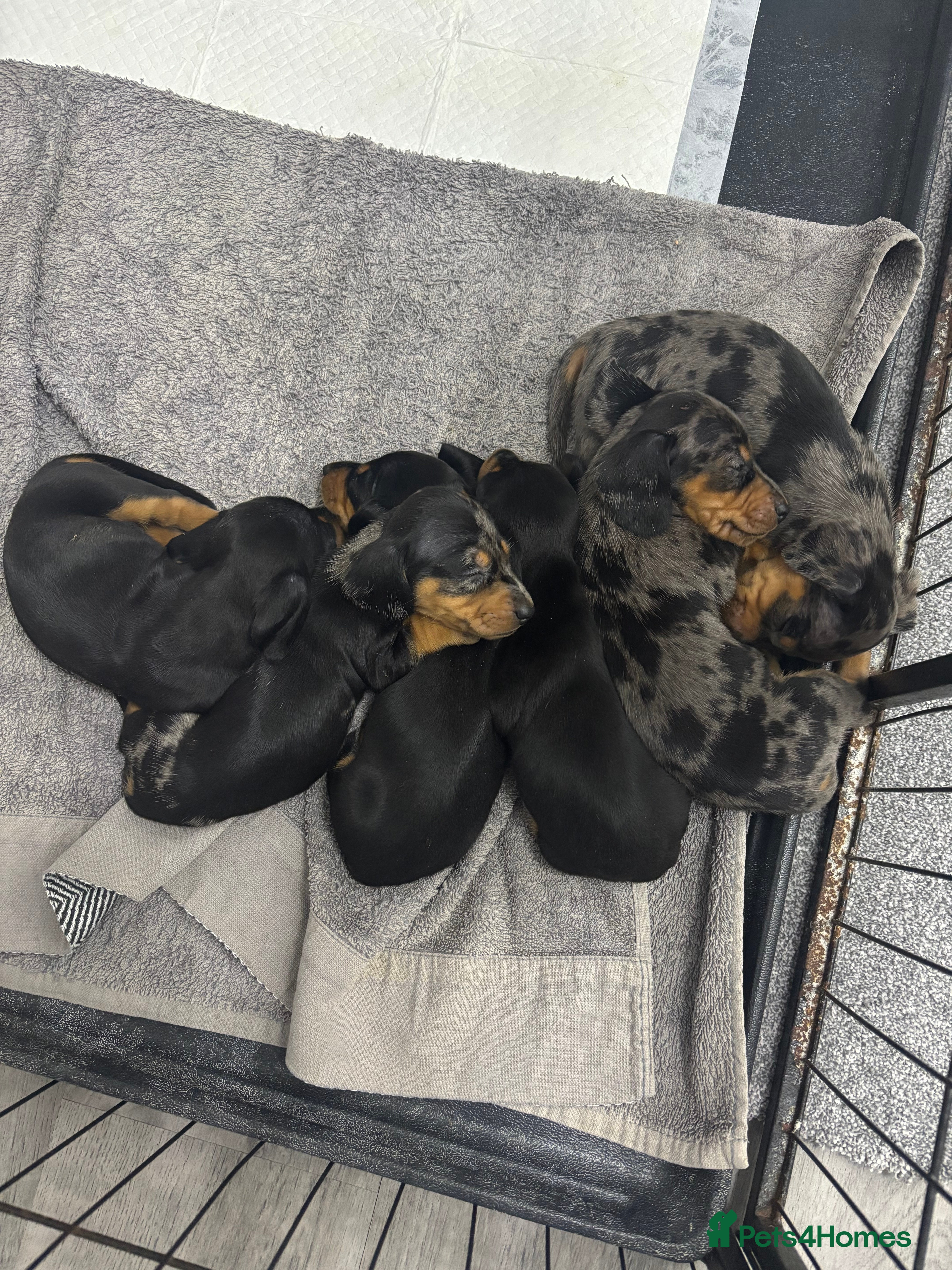 Miniature Dachshund dogs Miniature dachshund puppies  - Advert 6