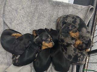 Miniature Dachshund dogs Miniature dachshund puppies - Advert 12