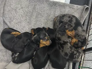 Miniature Dachshund dogs Miniature dachshund puppies - Advert 18
