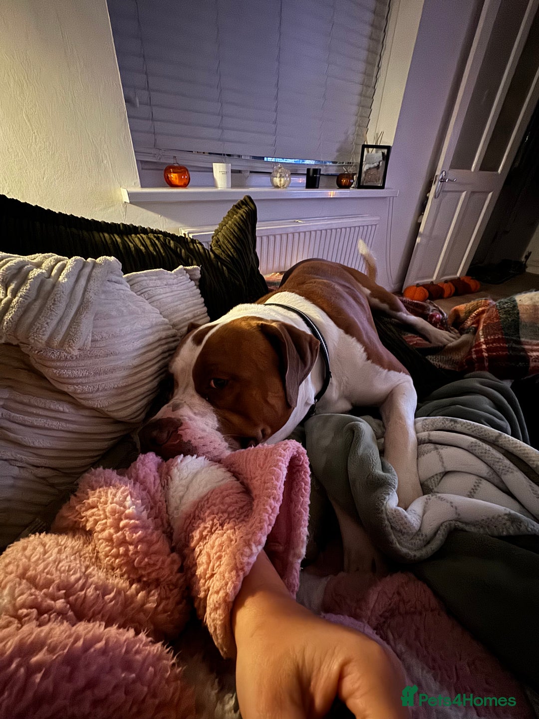 Mixed Breed dogs for sale: Boysie - Advert 28