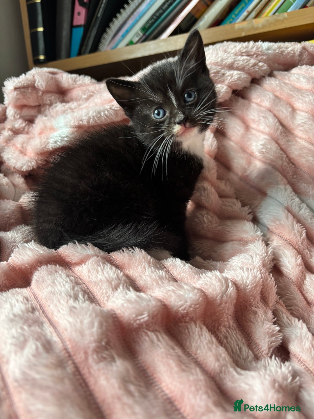 Mixed Breed cats for sale: 3 adorable kittens! Ready in 3 weeks!! 🐈‍⬛🐈‍⬛ - Image 3