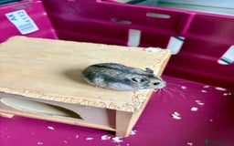 Hamster rodents for sale: Female winter white dwarf hamsters - Image 14