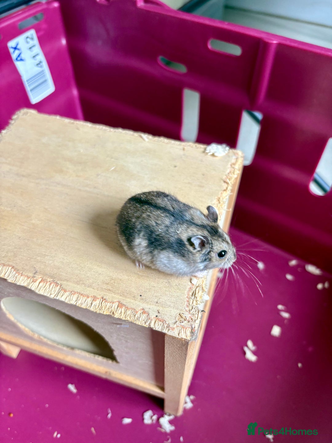 Hamster rodents for sale: Female winter white dwarf hamsters - Image 14