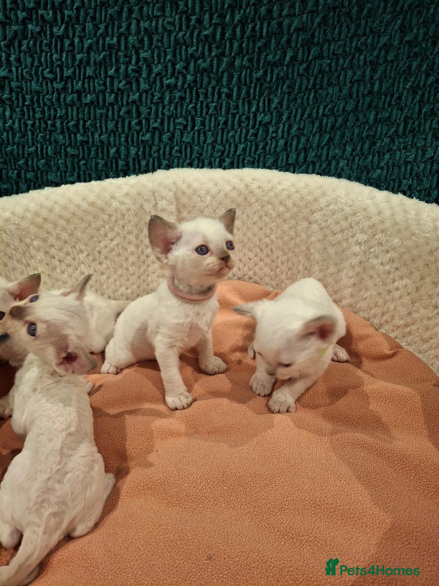 Devon Rex cats Devon rex kittens FIFE registered/spayed - Advert 1