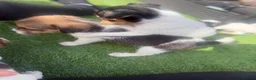 Jack Russell dogs for sale: 5 beautiful Jack Russell puppies  in Wickford - Advert 29