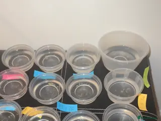 Axolotl reptiles Baby axoltols - Advert 1