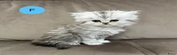 Persian cats for sale: Beautiful fluffy Persian kittens, PKD clear - Advert 18