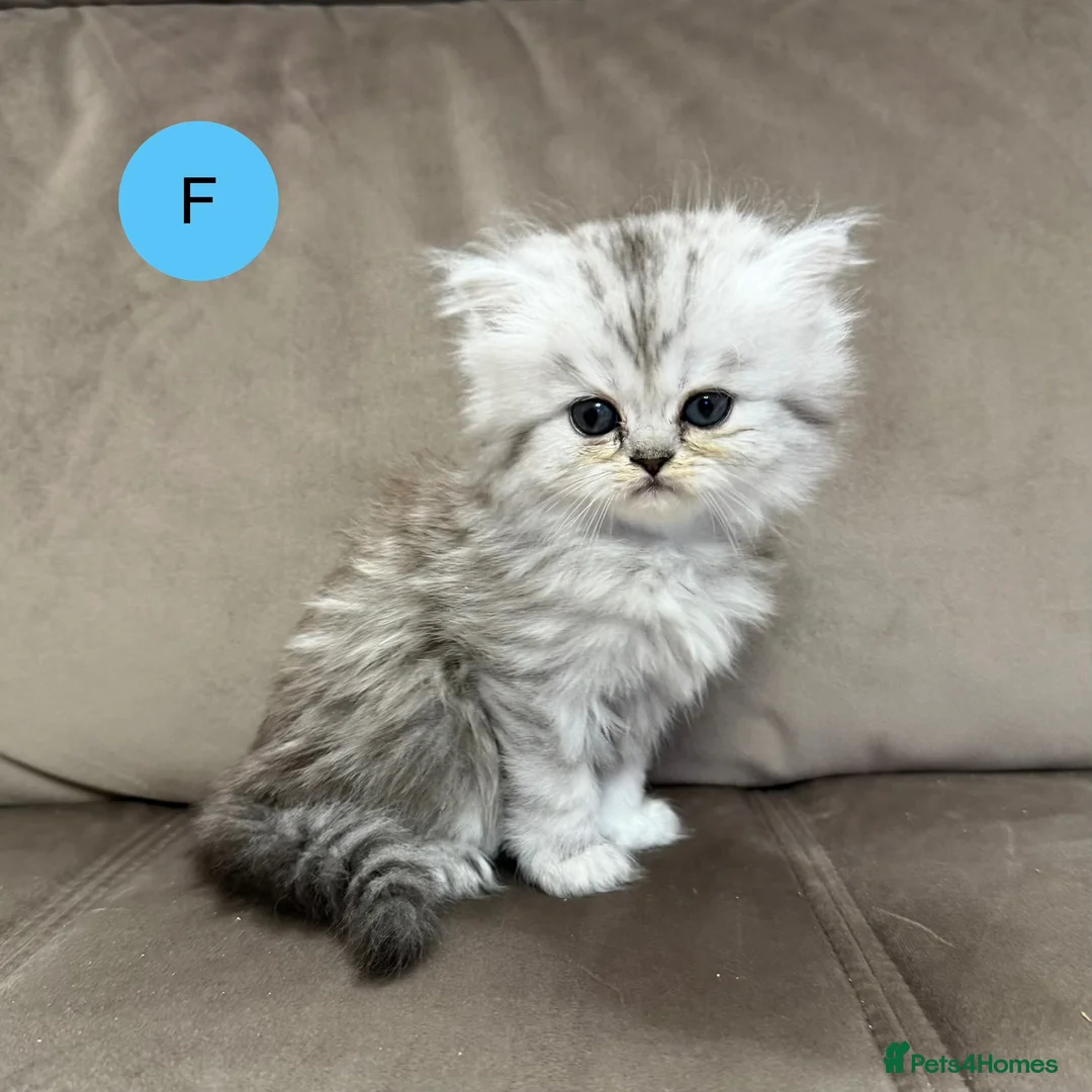 Persian cats for sale: Beautiful fluffy Persian kittens, PKD clear - Advert 18