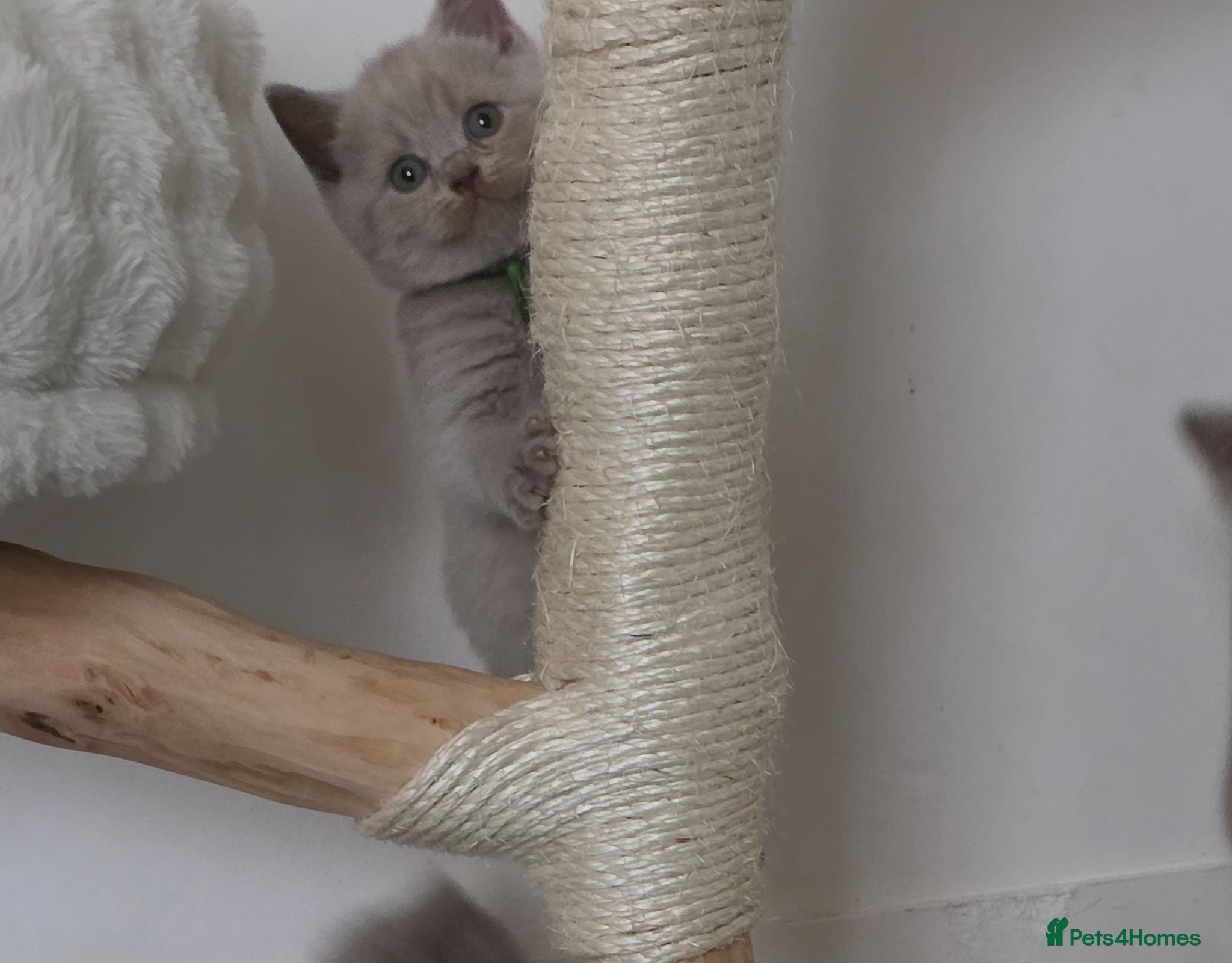 British Shorthair cats 9 Beautiful British Shorthairs - Advert 13