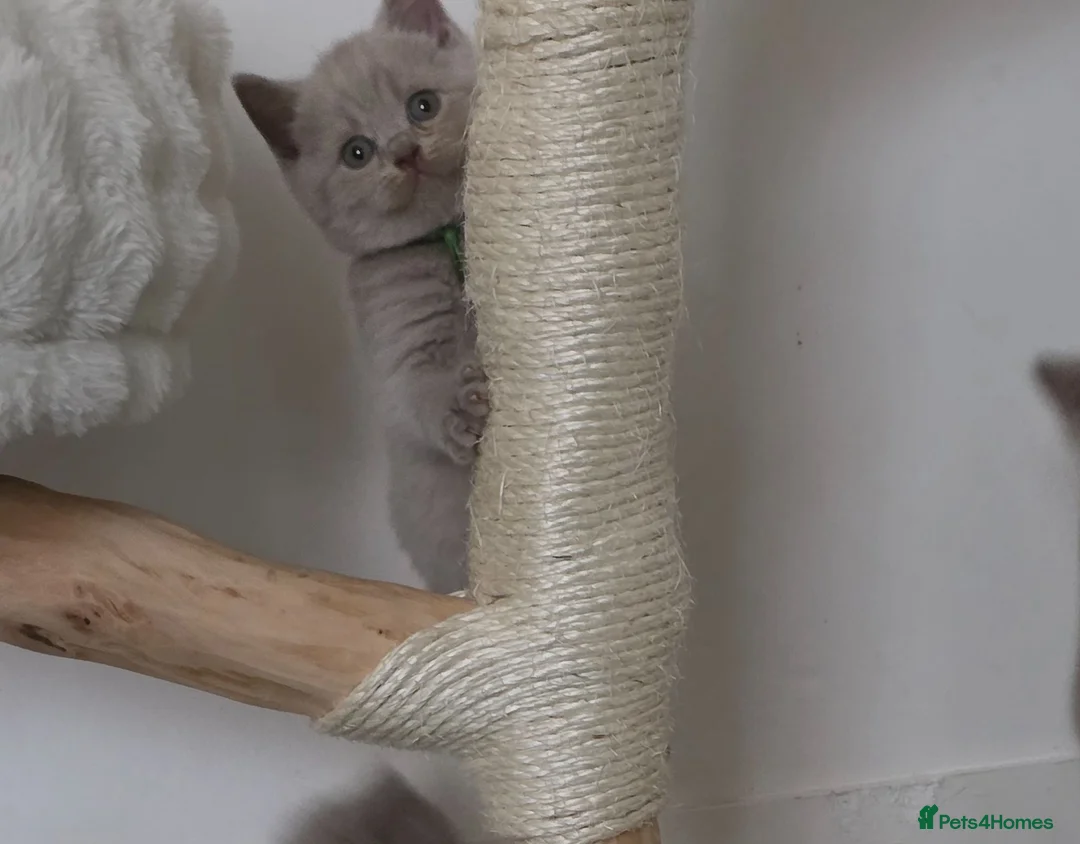 British Shorthair cats for sale: 9 Beautiful British Shorthairs - Advert 1