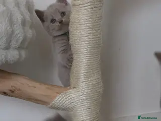 British Shorthair cats 9 Beautiful British Shorthairs - Advert 1