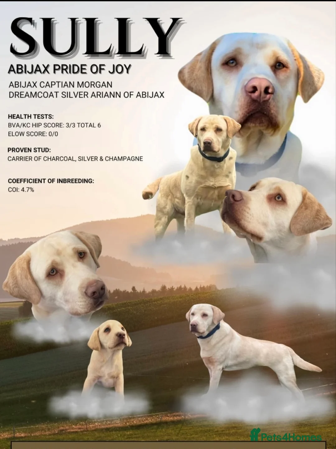 Labrador Retriever dogs for sale: Top quality KC reg Labradors due June 10th  - Advert 8