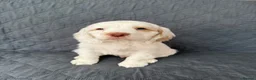 Clumber Spaniel dogs for sale: Kc Registered Clumber Spaniels - Advert 11