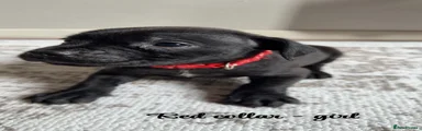 Red collar 