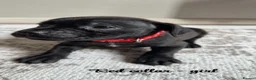 Mixed Breed dogs for sale: 12 stunning sprocker cross blue staffy puppies  - Advert 28