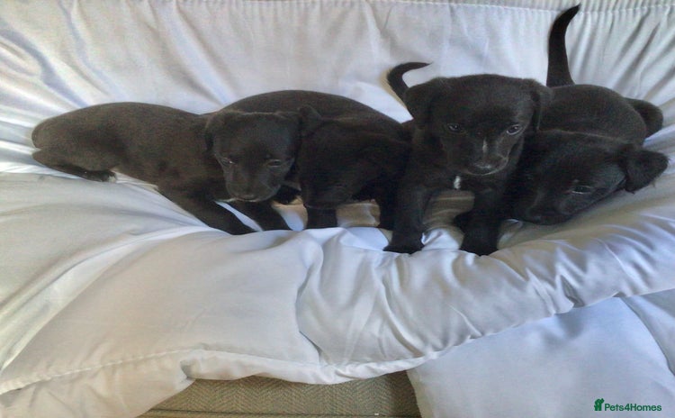 Mixed Breed dogs - Advert 7