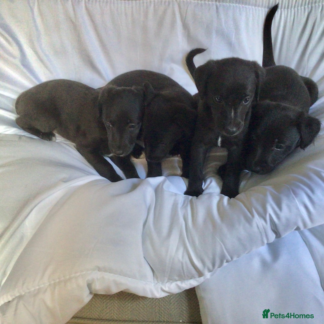 Mixed Breed dogs for sale: Bedlington x Whippet puppies - Image 1