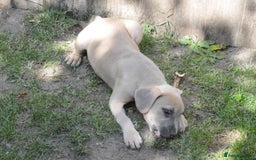 Mixed Breed dogs for sale: Mixed Breed Pups - Image 25