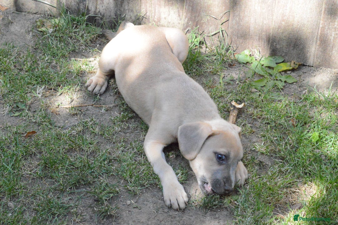 Mixed Breed dogs for sale: Mixed Breed Pups - Image 25