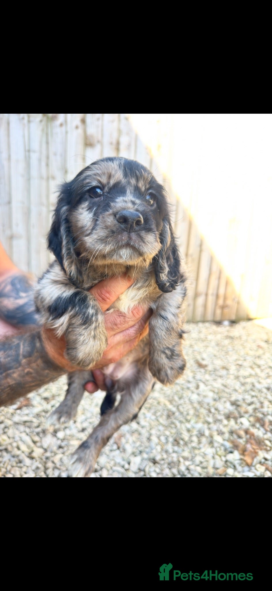 Cocker Spaniel dogs Stunning unique kc working cocker spaniel puppies  - Advert 1