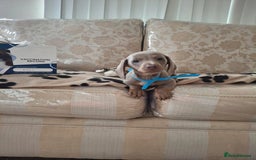 Miniature Dachshund dogs for sale: Miniature dachshund puppies - Image 10