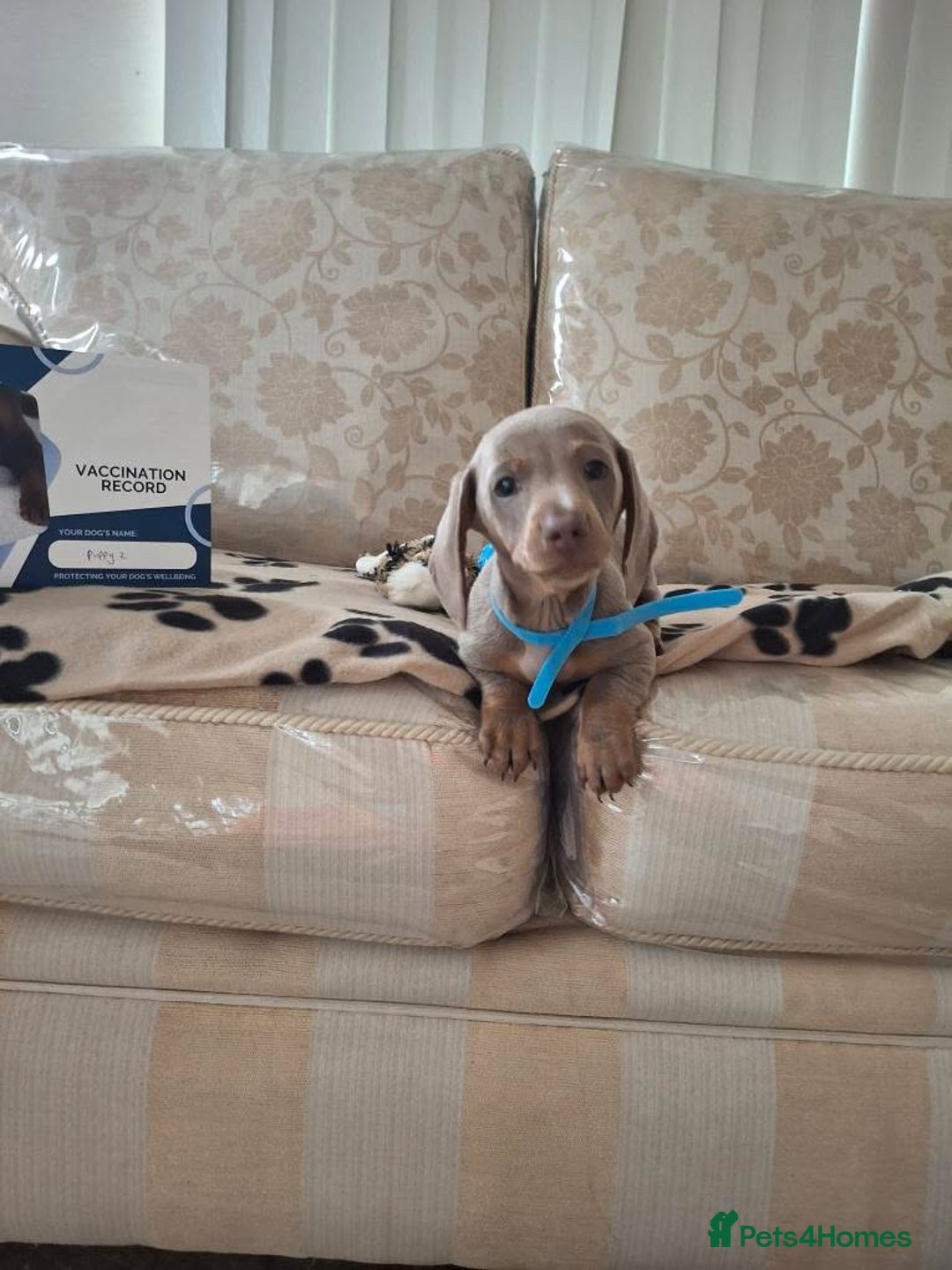 Miniature Dachshund dogs for sale: Miniature dachshund puppies - Image 10