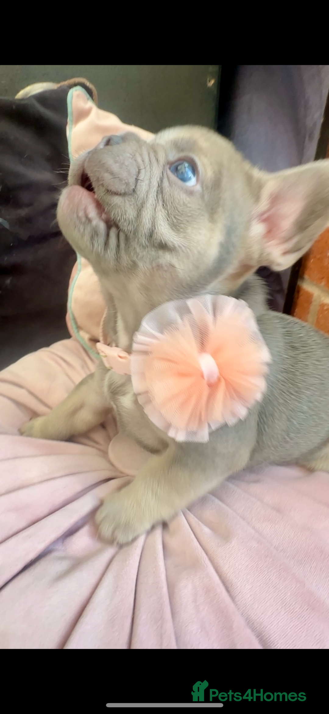 French Bulldog dogs for sale: French Bulldogs - Image 2