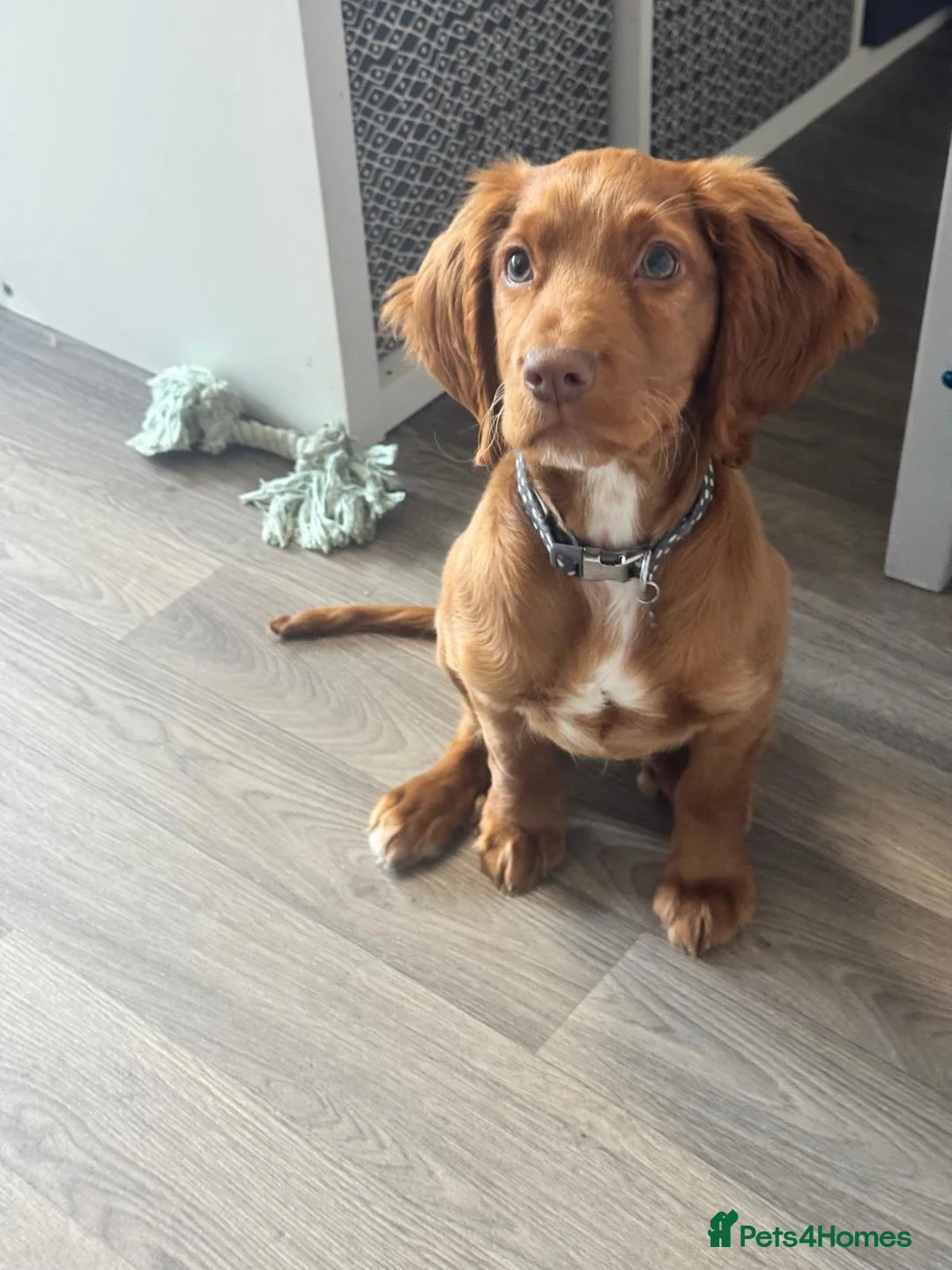 Cocker Spaniel dogs for sale: Cocker spaniel puppy in Durham - Advert 1