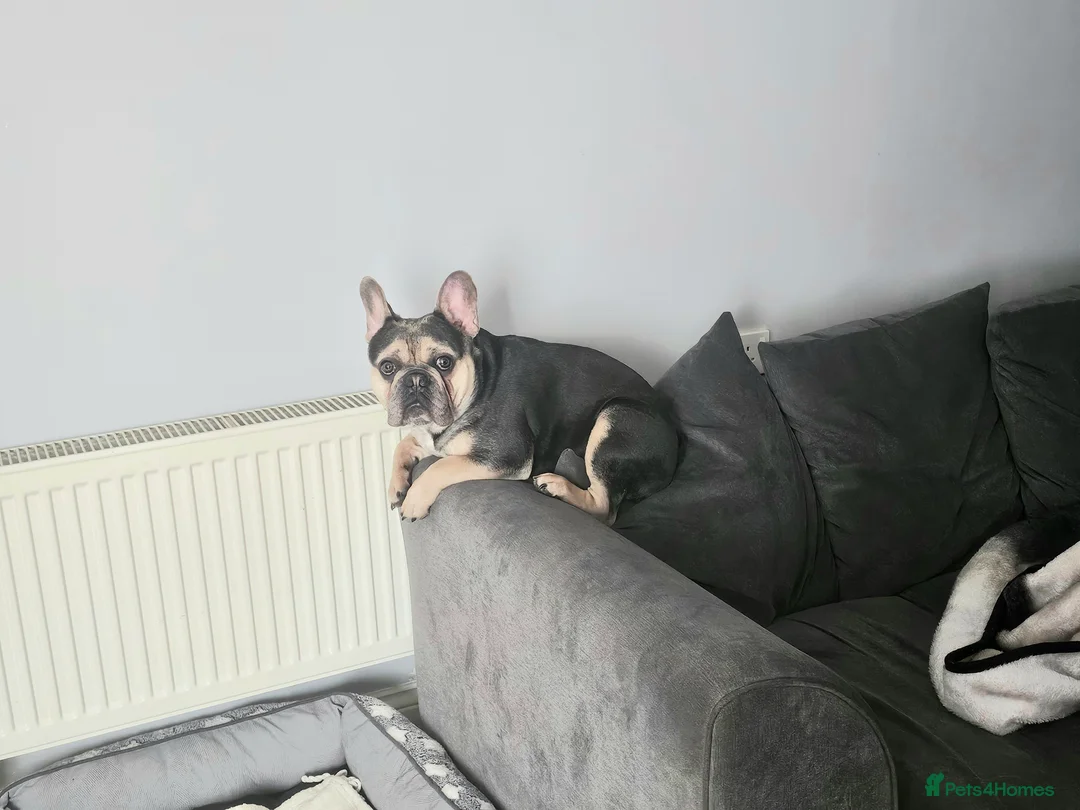 French Bulldog dogs for sale: French bulldog for sale  - Advert 5