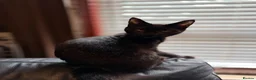 Maine Coon cats for sale: Mainecoon x - Advert 5