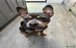 Mixed Breed dogs for sale: Staffordshire Bull Terrier Cross - Image 5