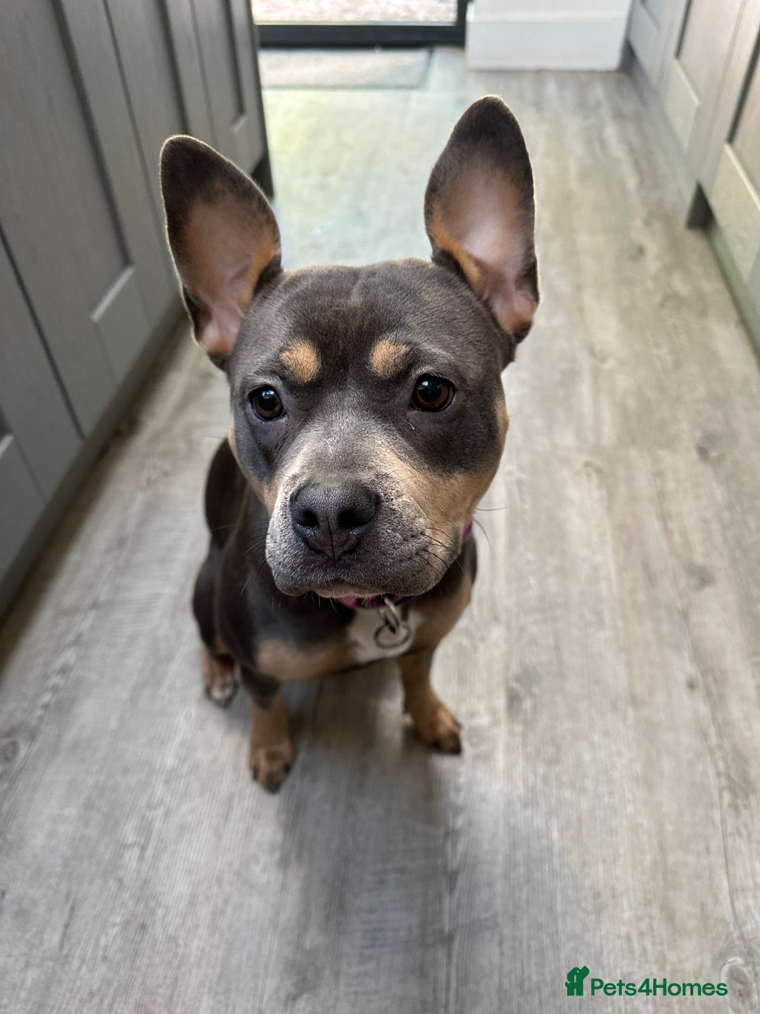 Mixed Breed dogs for sale: Staffordshire Bull Terrier Cross - Image 5