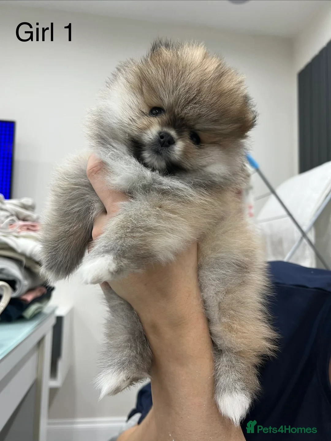 Pomeranian dogs for sale: 5 gorgeous Pomeranian puppies - Advert 2