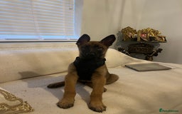 Belgian Shepherd Dog dogs for sale: Belgian Melinois Poppy - Image 3