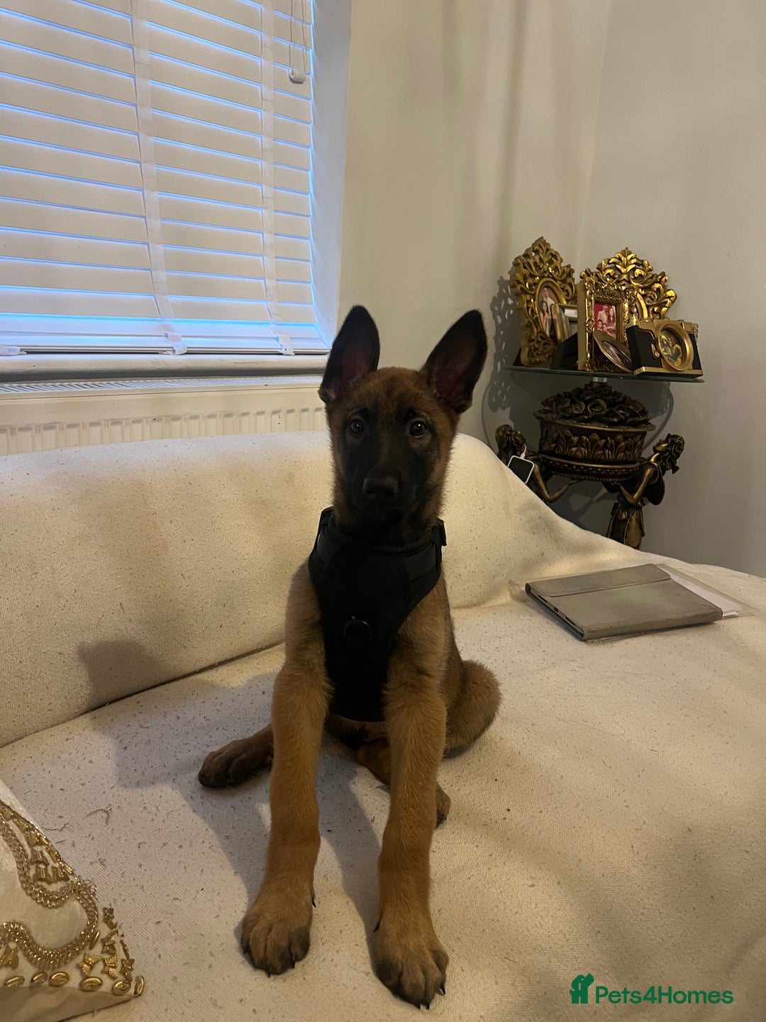 Belgian Shepherd Dog dogs for sale: Belgian Melinois Poppy - Image 3