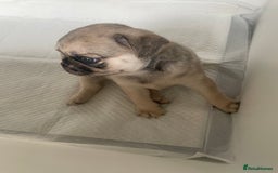 Pug dogs for sale: Pug Puppies  - Image 12