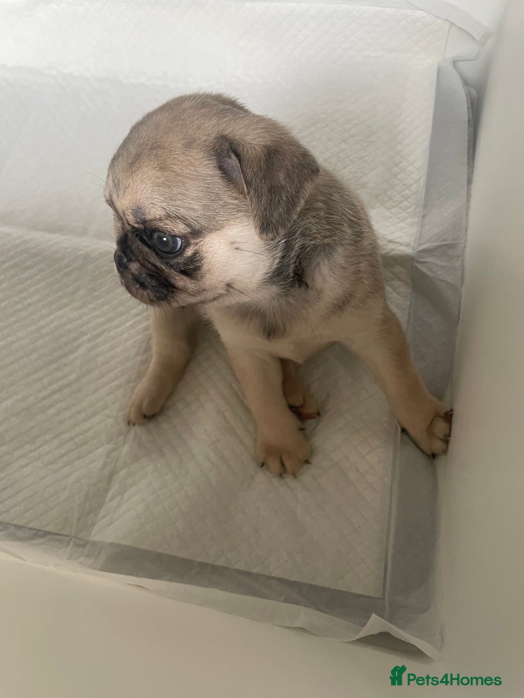 Pug dogs for sale: Pug Puppies  - Image 12