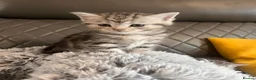 Maine Coon cats for sale: Silver Maine coon cross kittens  - Advert 18
