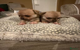 Chihuahua dogs for sale: Brother and sister Chihuahua - Advert 8