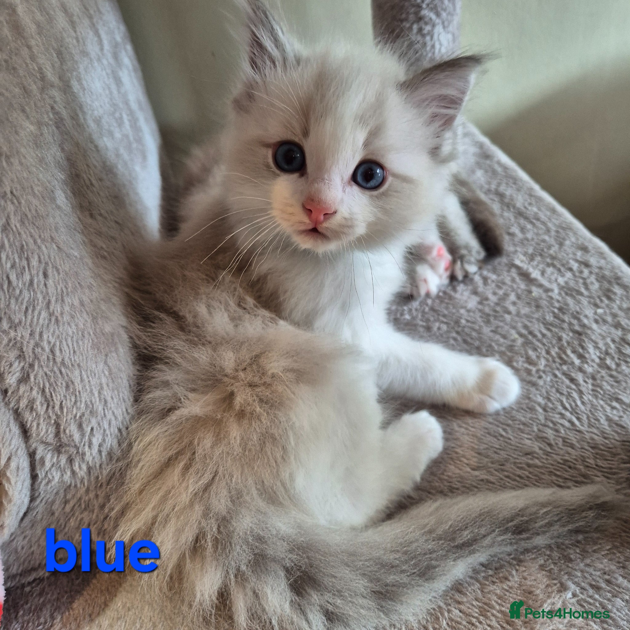 Ragdoll cats ✨ Exceptional Ragdoll Kittens 1 LEFT BLUE💙) - Advert 11