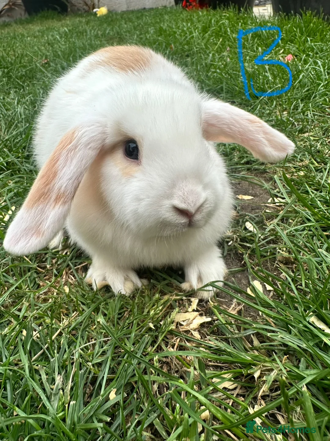 Mini Lop rabbits for sale: Mini Lop Rabbits For Sale  - Advert 36