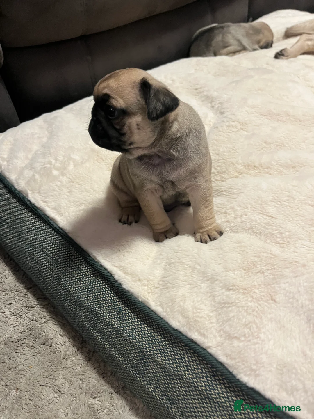 Pug dogs for sale: Top quality Pedigree pugs kc registered leeds - Advert 20
