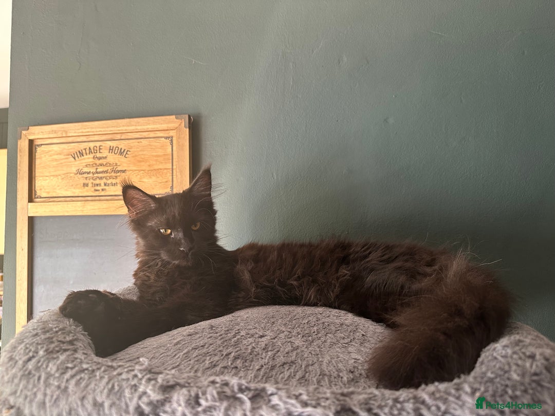 Maine Coon cats for sale:  Tica active registered Beauitful big kittens  in Wednesbury - Image 23