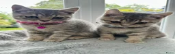 British Shorthair cats for sale: BSH Girl & Boy Beautiful Grey Stripe Kittens - Advert 2