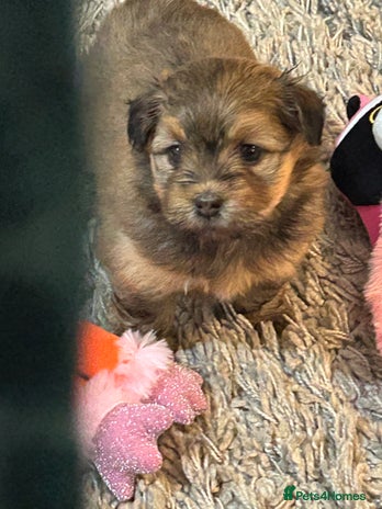 Havanese dogs - Advert 2