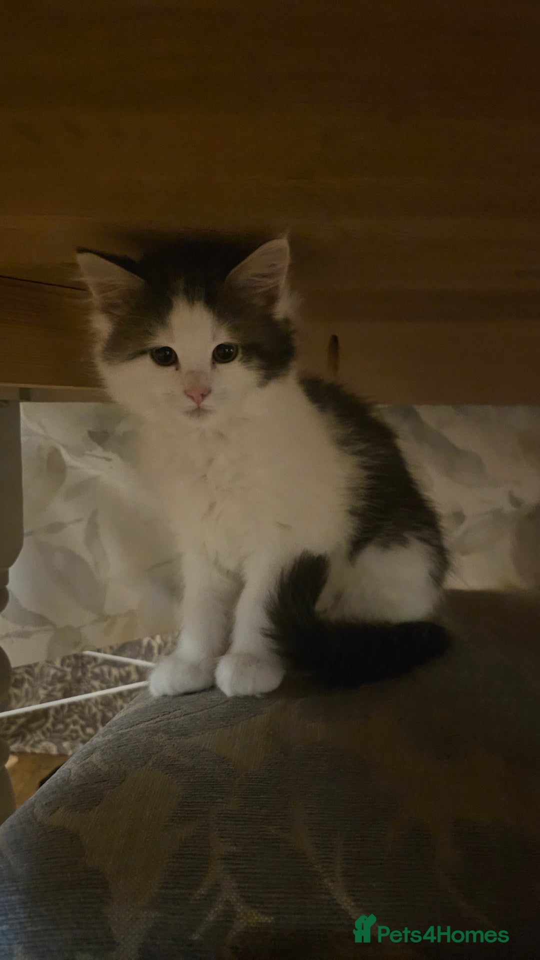 Maine Coon cats for sale: Beautiful Female Mixed Maine Coon kittens - Advert 32